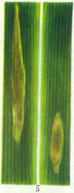 玉米大斑病(煤纹病):分布和寄主植物各玉米产区都有发生，除玉米外，还侵染高粱和类蜀黍属植物。