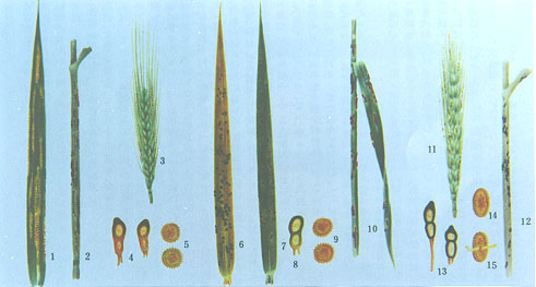 症状识别：小麦条锈病主要为害叶片，也为害 ;叶鞘、茎秆和颖壳。夏孢子堆小，鲜黄色，狭长形至长椭圆形。