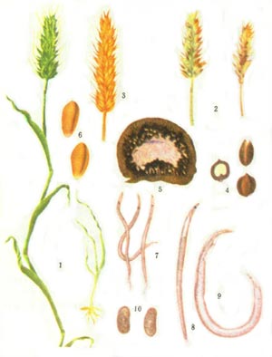 分布和寄主植物：全国麦区都有发生，过去苏北、皖北、豫东南、冀中及鲁西南等地区发生严重。除小麦外，还能侵害黑麦，略能侵害燕麦。