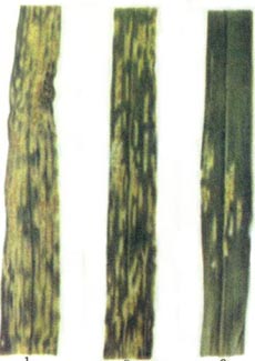 分布和寄主植物：在东北春麦区、长江流域及华北冬麦区都有发生。除小麦外，还能侵染黑麦。 