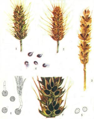 分布和寄主植物：除南部极少数地区外各麦区都有发生。过去在东北、西北、内蒙古、华北、山东和西南的高寒地带发病较为严重。