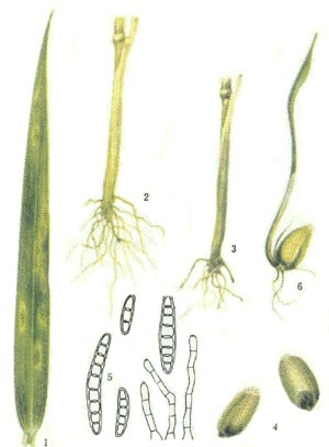 分布和寄主植物：东北、西北和华北发生较多。除为害小麦外，也能侵染大麦、黑麦、燕麦和一些禾本科杂草。