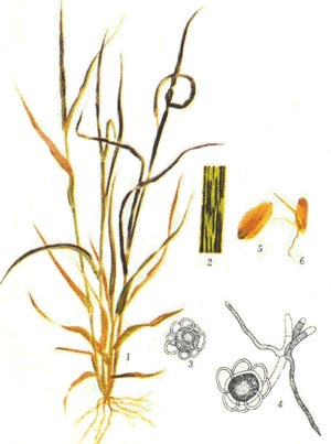 分布和寄主植物： 全国各麦区都有发生，北部较南部发生多。只侵害小麦。
