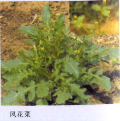 绨