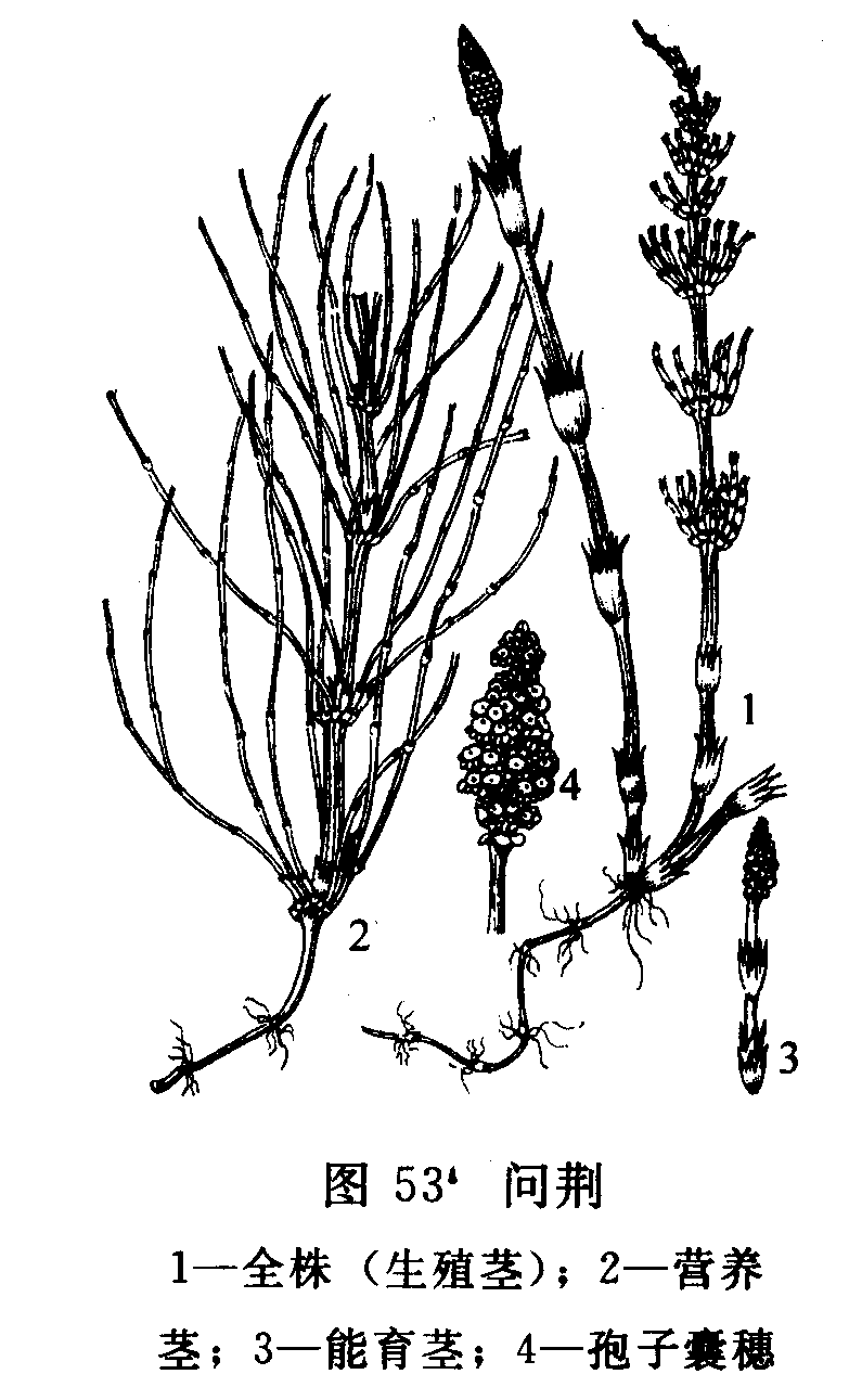 ʾ